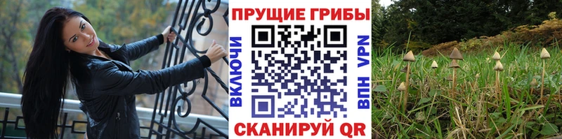 как найти закладки  Старая Купавна  Галлюциногенные грибы прущие грибы 